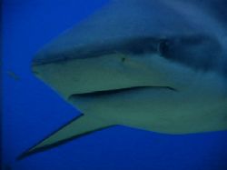 Gray reef shark. Roatan, Bay Islands. by Shawn Jackson 